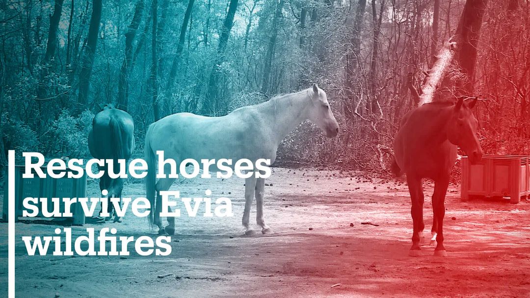 Rescue horses survive Evia wildfires