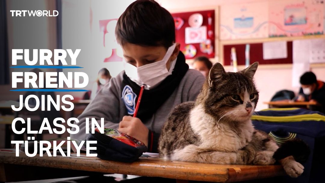 Stray cat becomes beloved school mascot in Türkiye