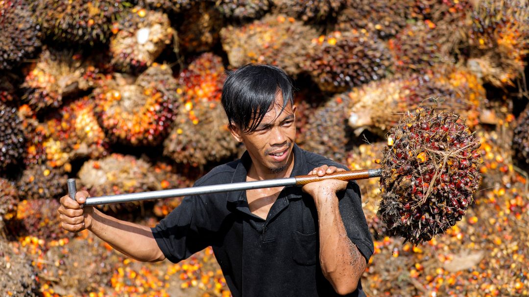 Fears of shortages loom as Indonesia bans palm oil exports