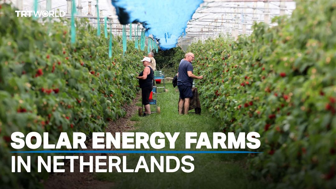 Solar energy farms help reduce costs and carbon footprint