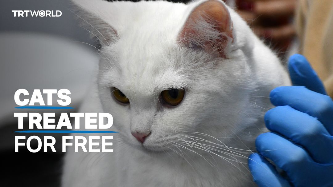 Turkish veterinarian treats cats affected by earthquakes for free