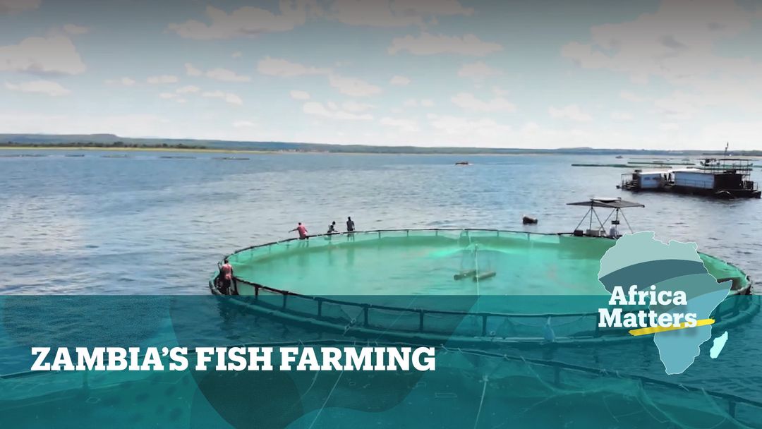 Africa Matters: Zambian engineer develops fish-farming tech
