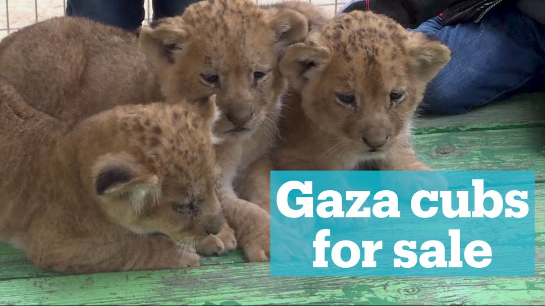 Cubs for sale by Gaza zookeeper