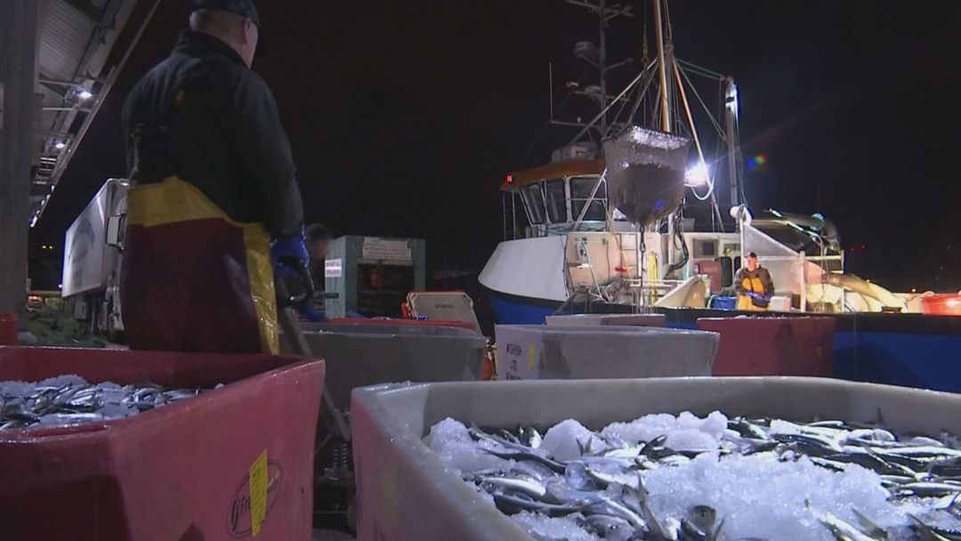 Money Talks: UK’s sardines make comeback