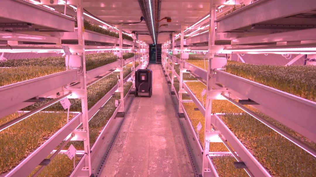 Urban Farming: Micro-farms taking root in London's underground