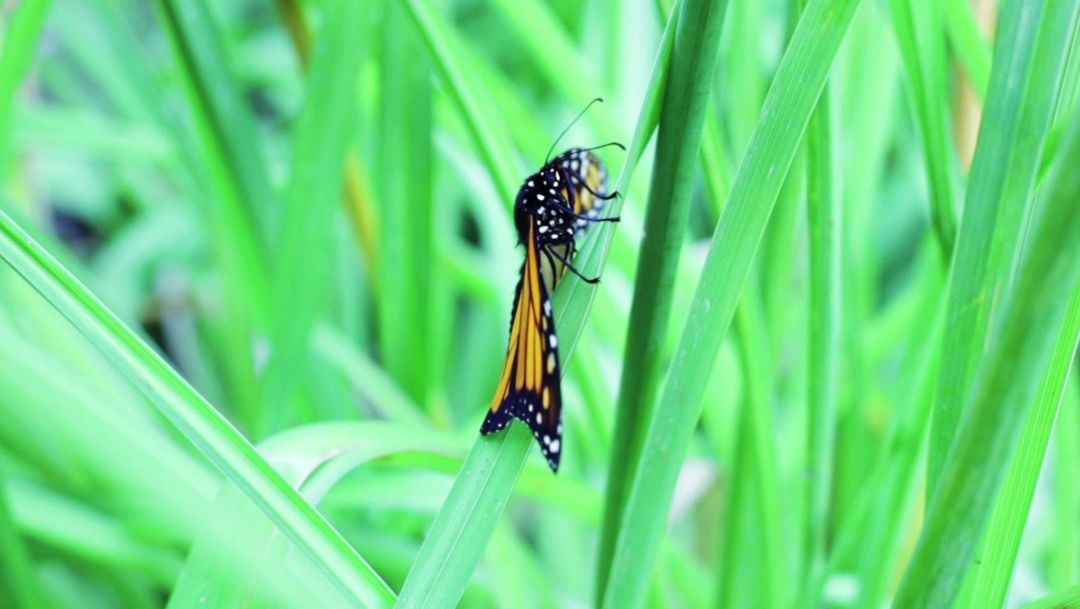 Are insects facing extinction?