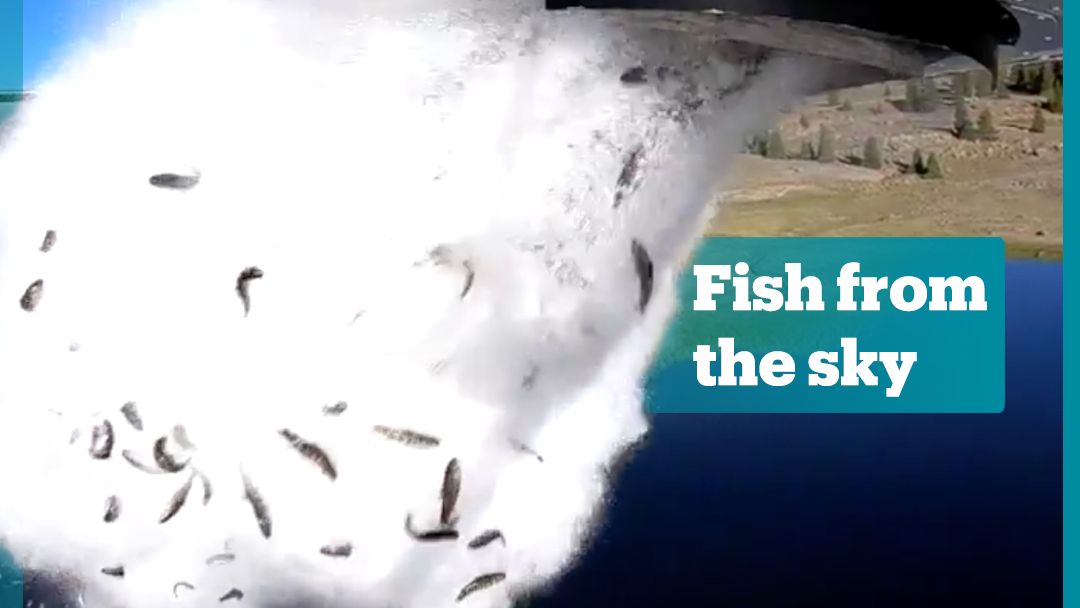 Plane drops thousands of fish to stock mountain lakes