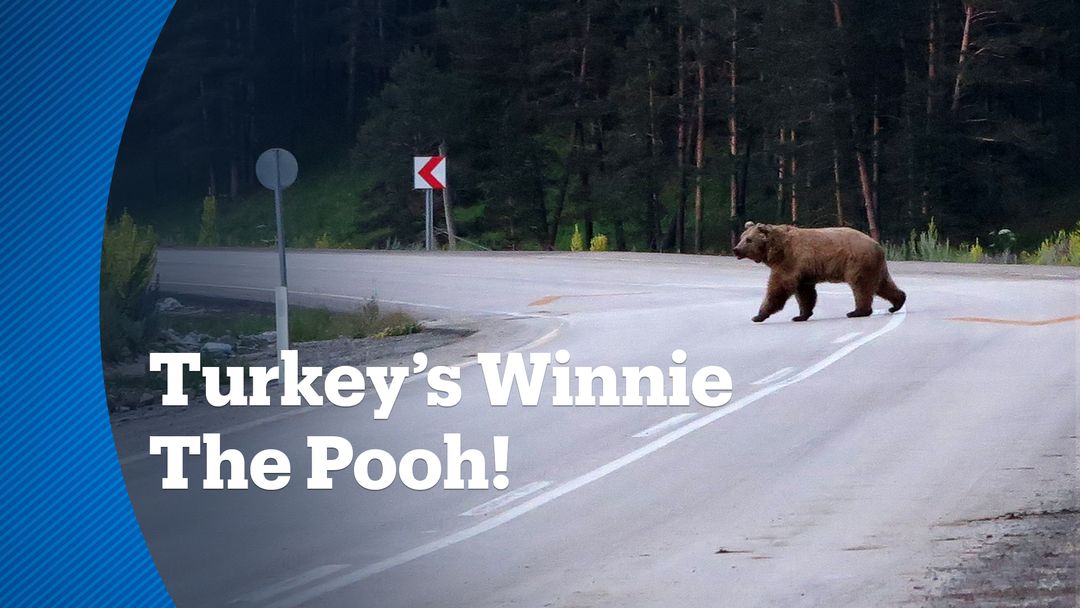 Turkey’s Winnie the Pooh! Meet Koca Oglan, the Big Boy, who has a taste for expensive honey