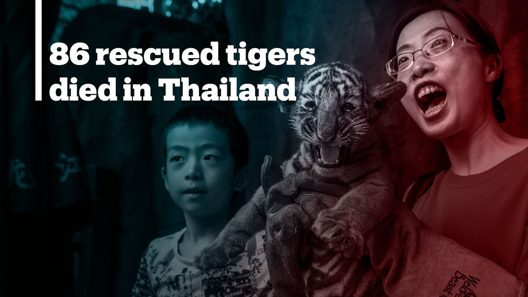 Scores of tigers rescued from infamous Thai temple have died