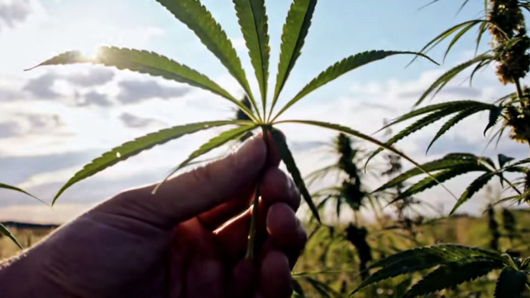 Route 66: Who is benefitting from California's cannabis 'green rush'?