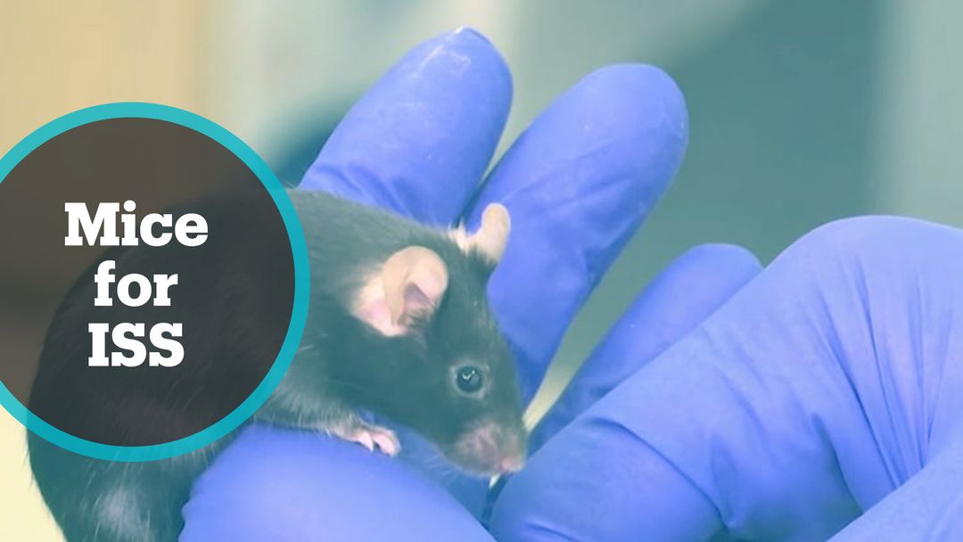 Space Mice: Rodents sent to International Space Station