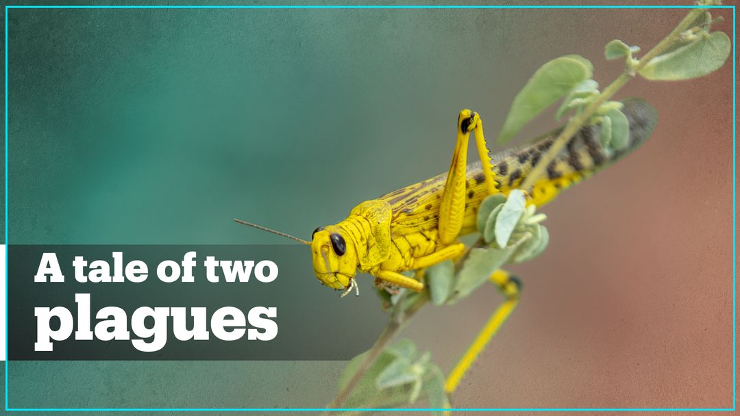A tale of two plagues: Locusts and the coronavirus