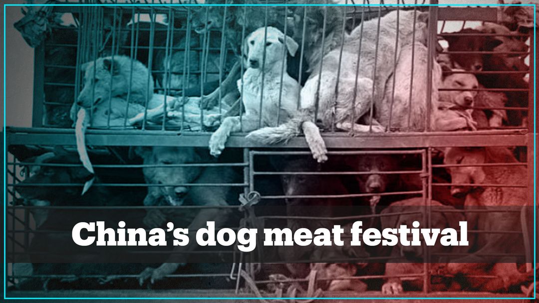 China's dog meat festival opens despite opposition and health concerns