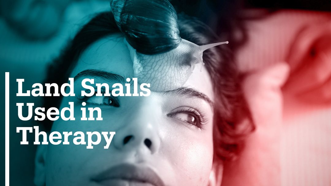 Giant African Land Snails used in facial therapy treatments