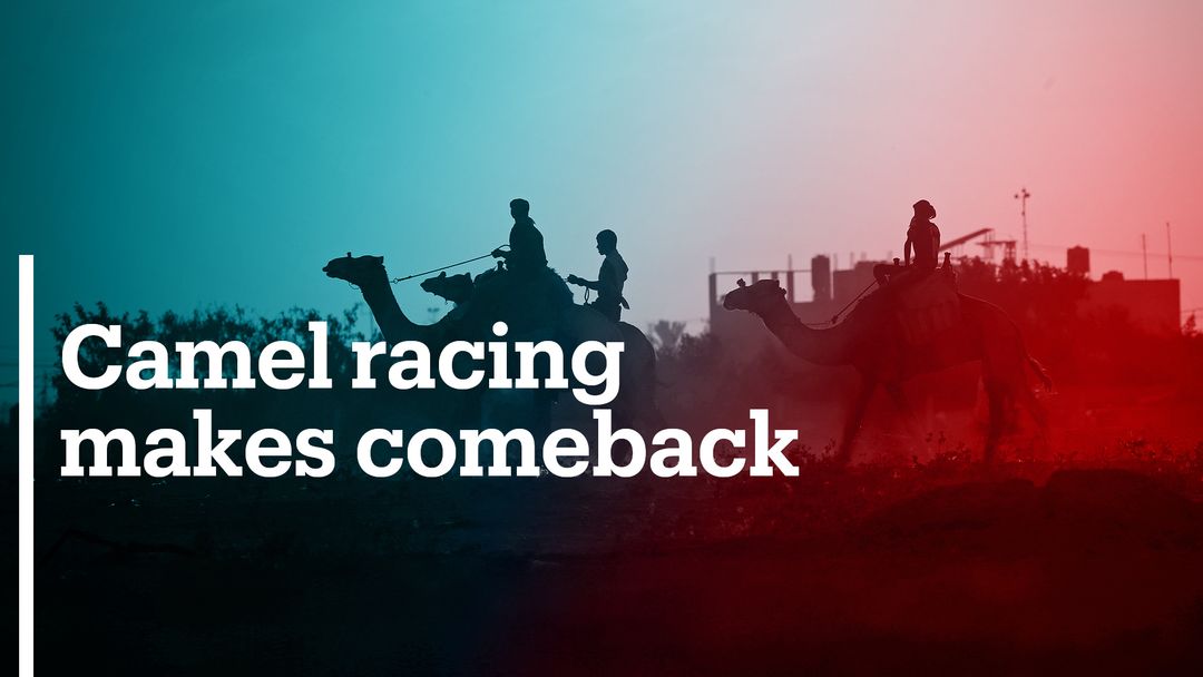 Camel racing makes comeback in Egypt