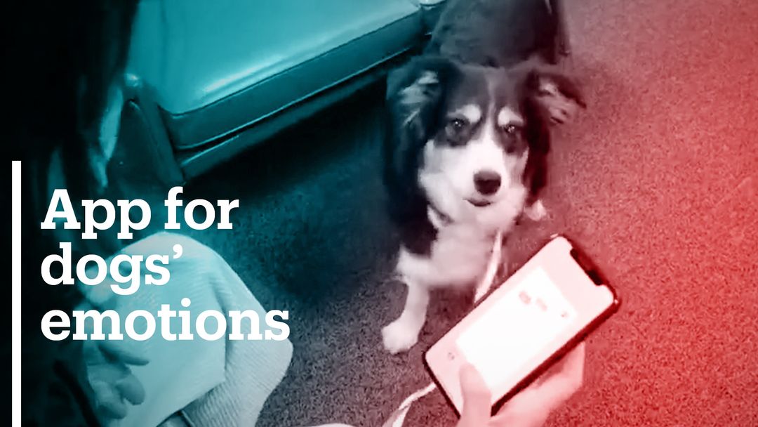 Korean app helps detect dog emotions