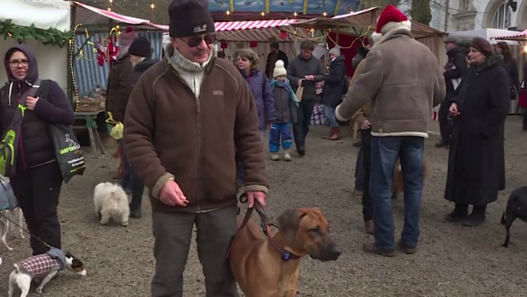 Unconventional Christmas: Berlin's Christmas market for dogs and owners