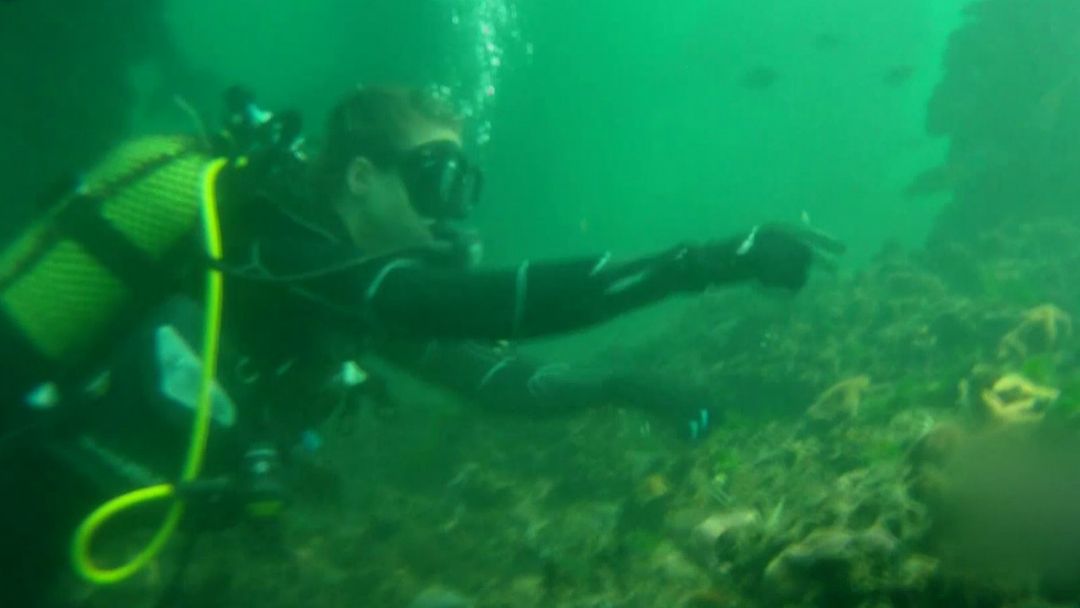 Money Talks: Turkish scientists say black soldier fly could solve waste problem