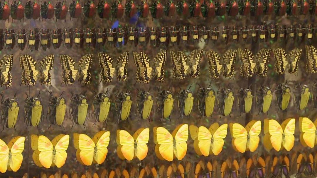 Animal cruelty or art? Artist Elmas Deniz shares her thoughts