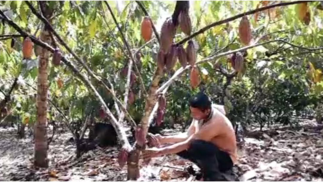 Colombia’s cocaine boom