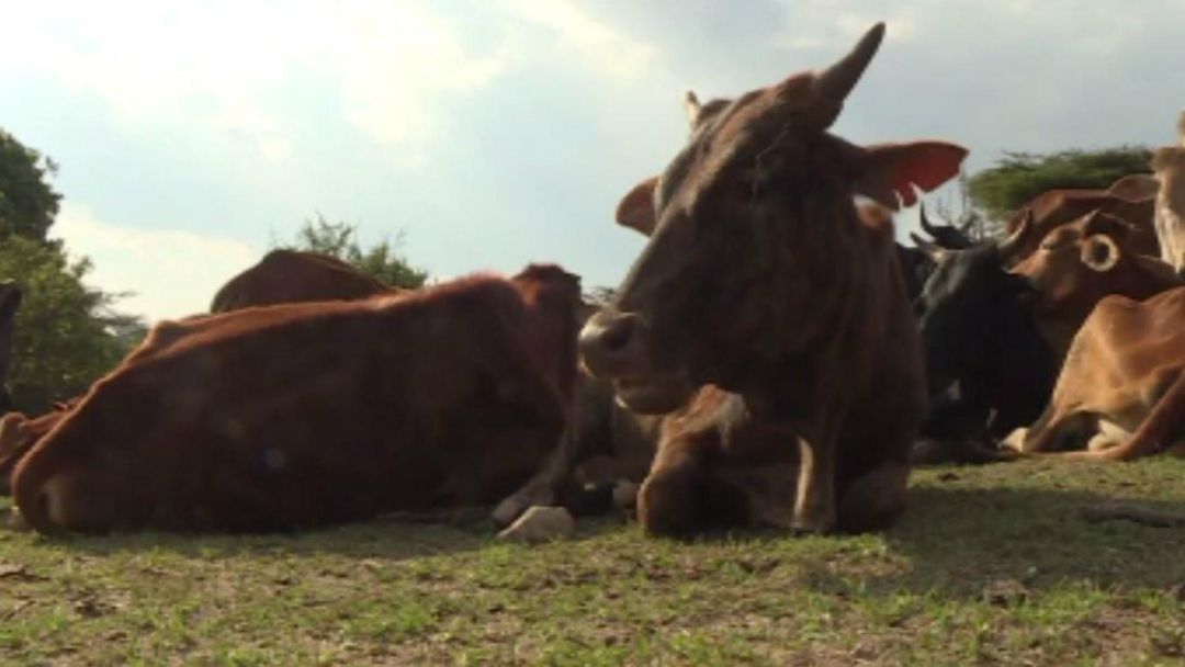 Maasai Conversation: Cattle farming accused of damaging environment