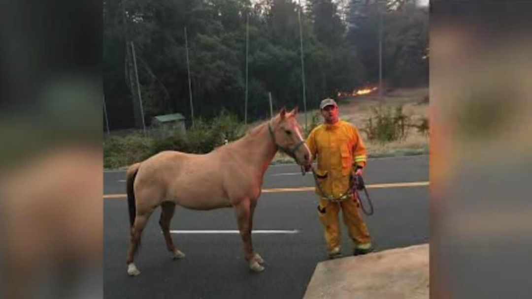 California Wildfires: Hundreds of animals rescued trapped in blaze