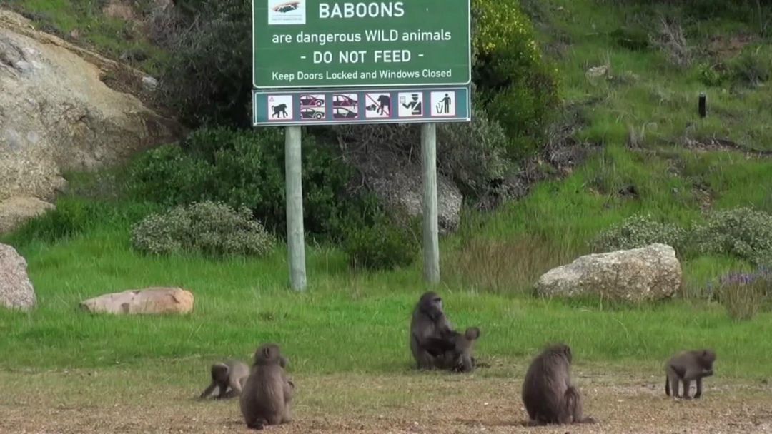 Baboon Wars: Cape Town's raiding baboons face new obstacle