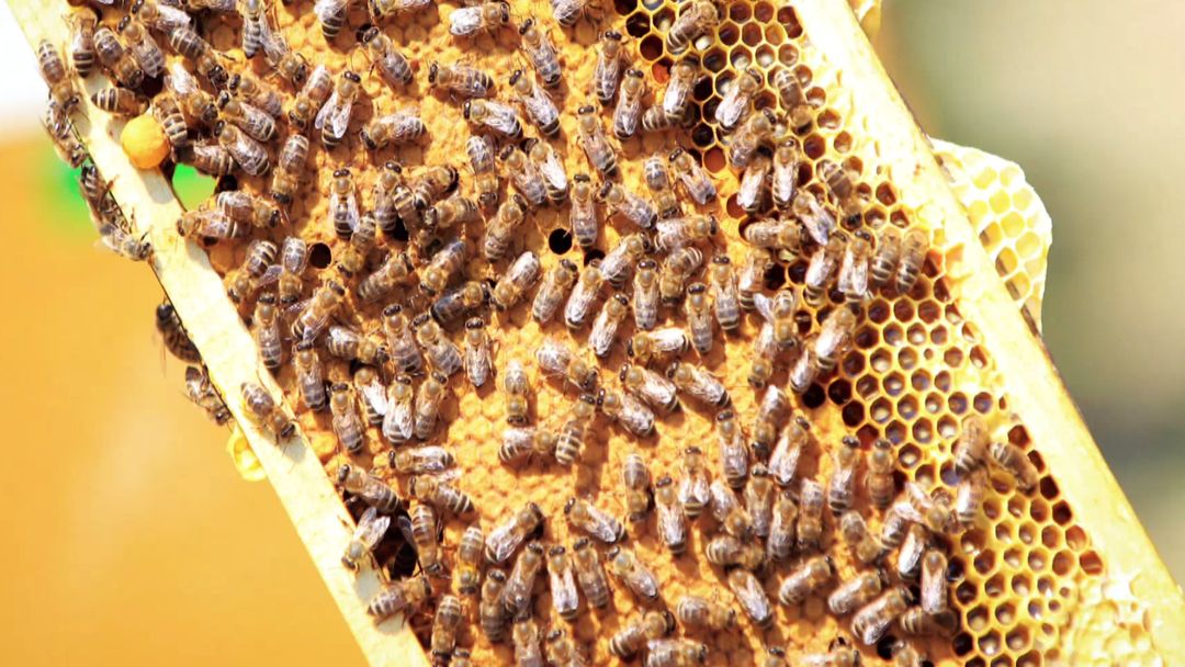 Picture This: Bees bouncing back