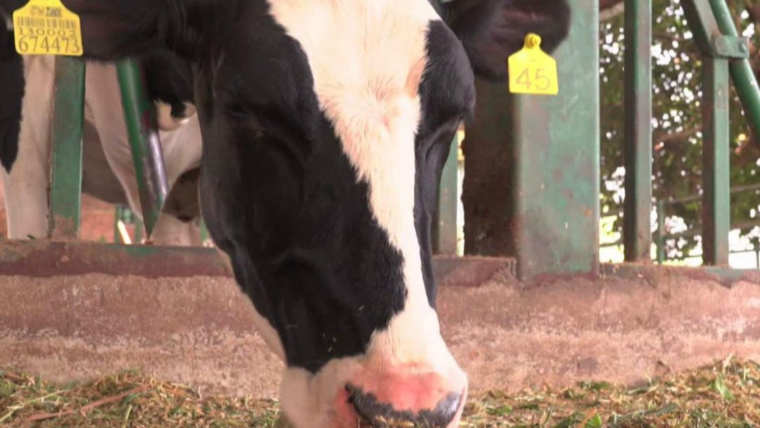 Climate Change: Farm animals helping to combat global warming