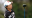 Kim Hyo-joo wins LPGA Tour's Lotte Championship