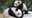 Giant pandas no longer on 'endangered' list