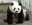 Pan Pan, the oldest male panda of the world was suffering from cancer.