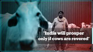 Indian court urges government to declare the cow a national animal with fundamental rights