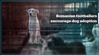 Romanian soccer players team up to find homes for stray dogs