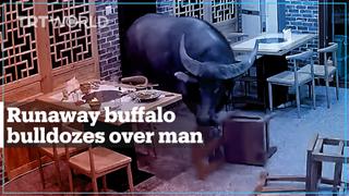 Runaway buffalo bulldozes over man in restaurant in eastern China