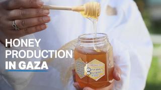 Honey production in Gaza on the wane