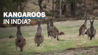 Why are kangaroos popping up in India?