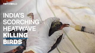 India’s birds are being hospitalised, and dying, from the heatwave