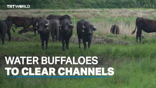Water buffaloes called on to clear UK's channels