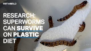 Plastic-eating superworms could hold key to plastic recycling