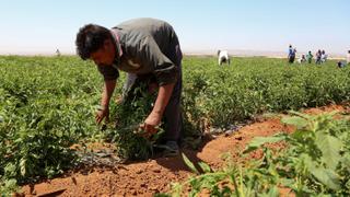 Egyptian farmers struggle to survive amid rising costs