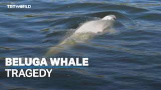 Giant 800 kg beluga whale rescued from River Seine passes away