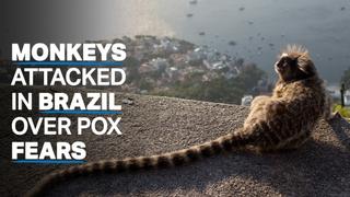 WHO condemns attacks on Brazil's monkeys over monkeypox fears