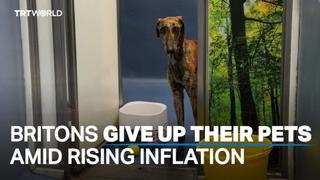 Rising cost of living prompts Britons to give up cats and dogs