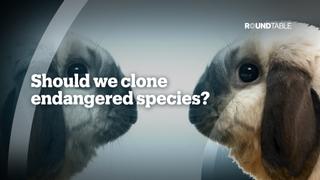 Should we clone endangered species?