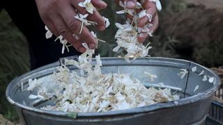 Ukraine crisis saps demand for Egyptian jasmine exports