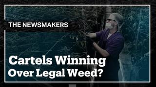 Why has legal marijuana losing ground to the cartels in the United States?