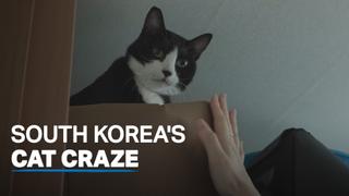 More pets in South Korea find homes