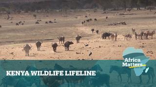 Africa Matters: Kenya's wildlife given drought lifeline
