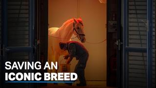 European countries try to protect Lipizzaner horses